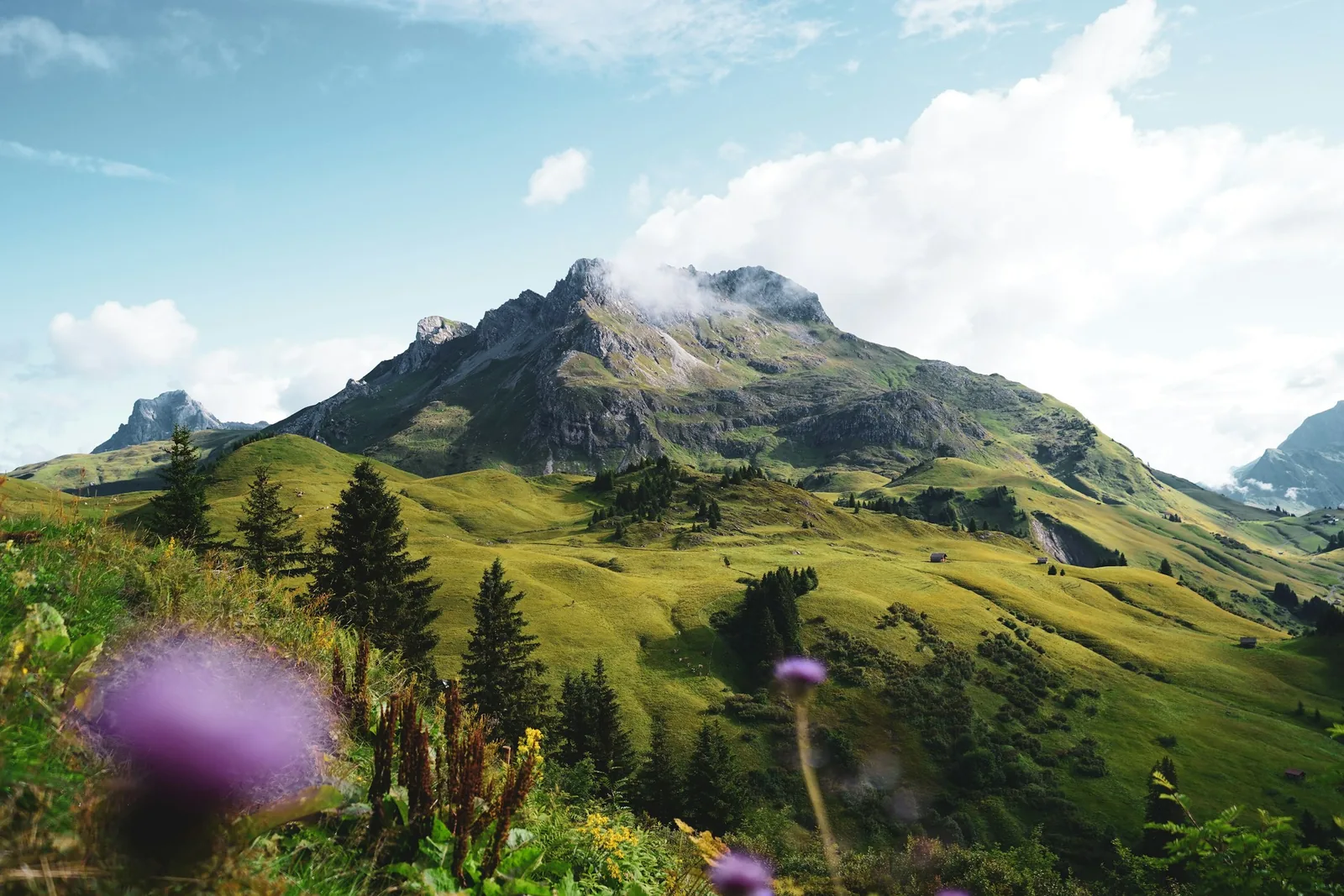 Grüne Almwiese mit Disteln im Vordergrund und einem Felsgipfel dahinter, Sommer.
